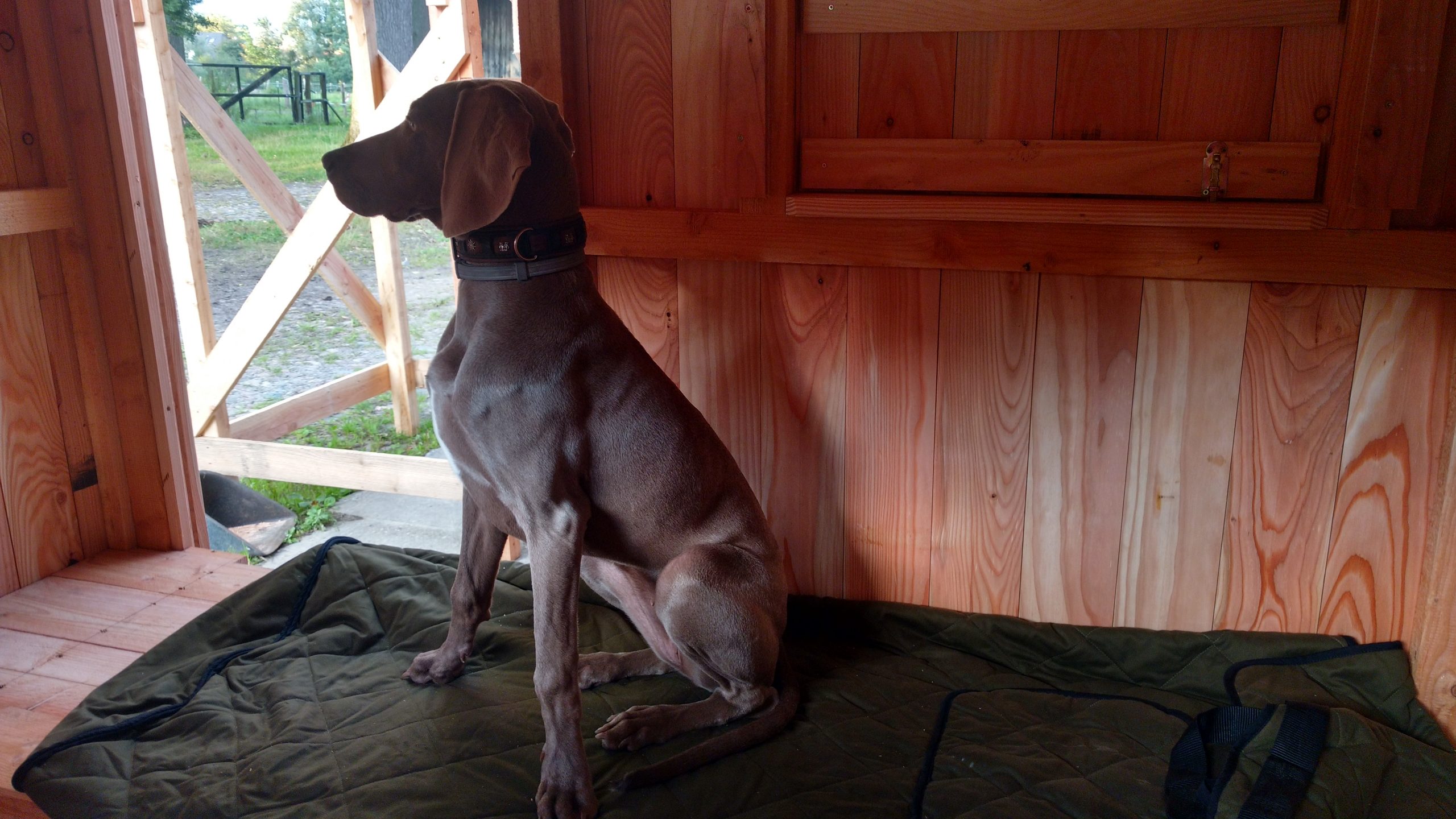 Brandfuchs - Schlafkanzel – Bild 10