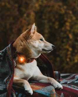 Orbiloc LED-Licht-Klipp für Hundehalsband