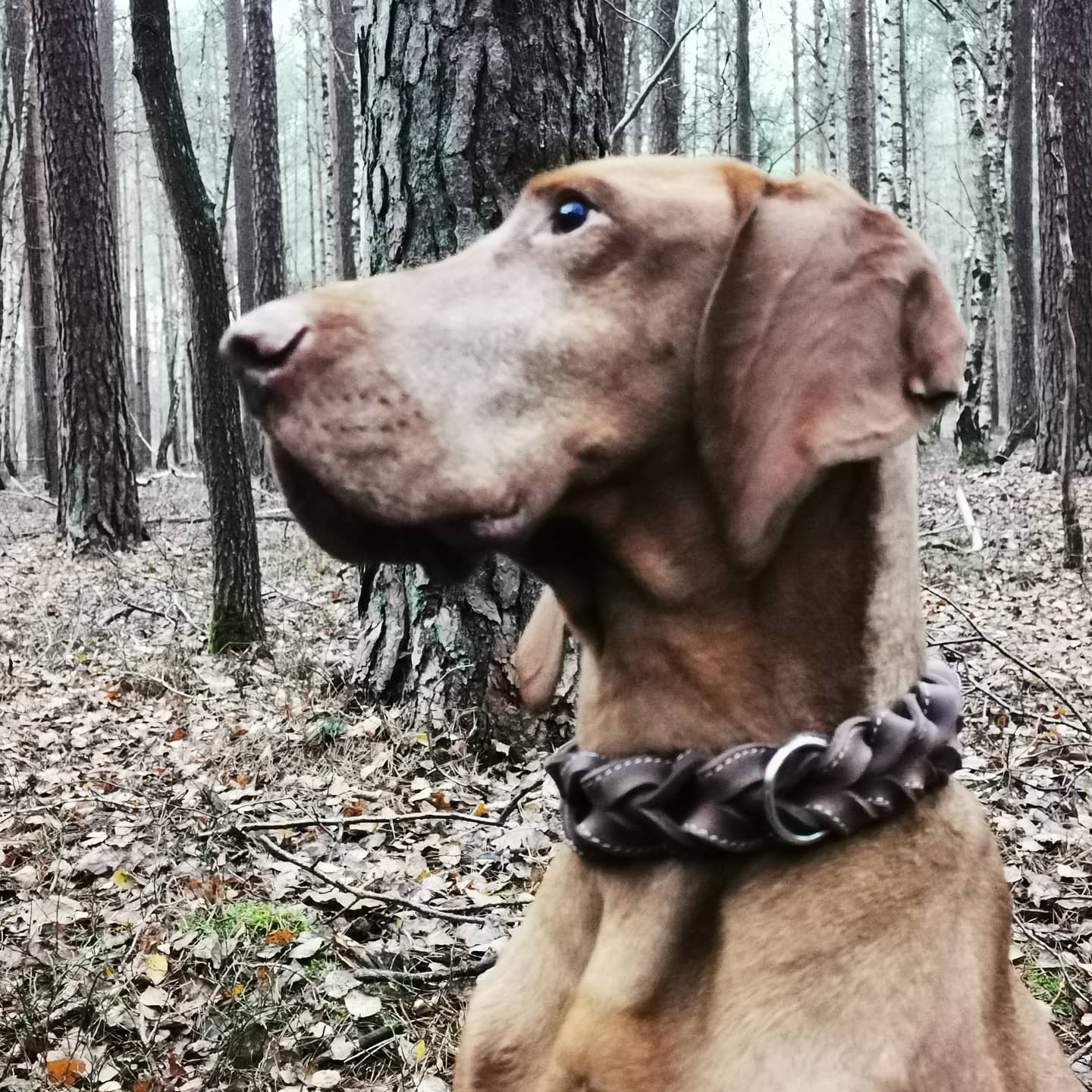 Leder Halsband geflochten von Jagdeinrichtung 24